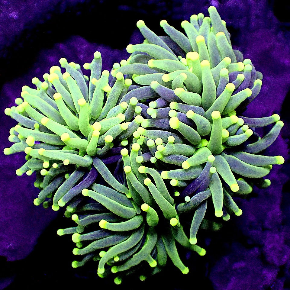 TORCH CORAL MINI COLONY WYSIWYG