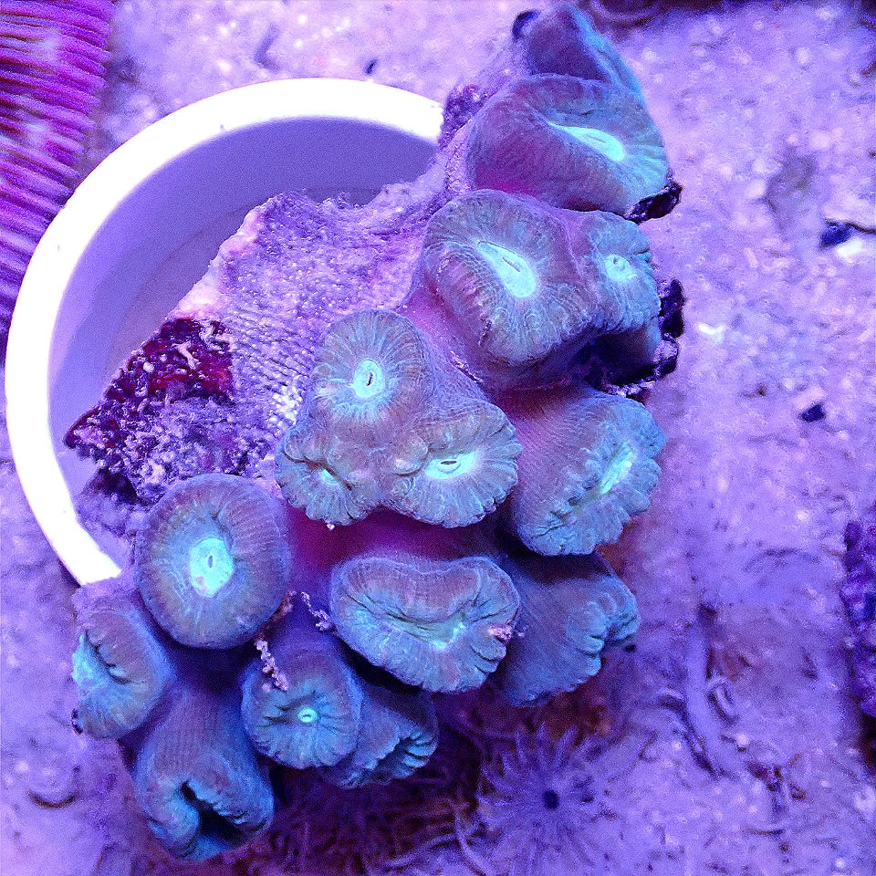 TRUMPET CORAL CAULASTREA WYSIWYG LPS coral frag for reef aquarium
