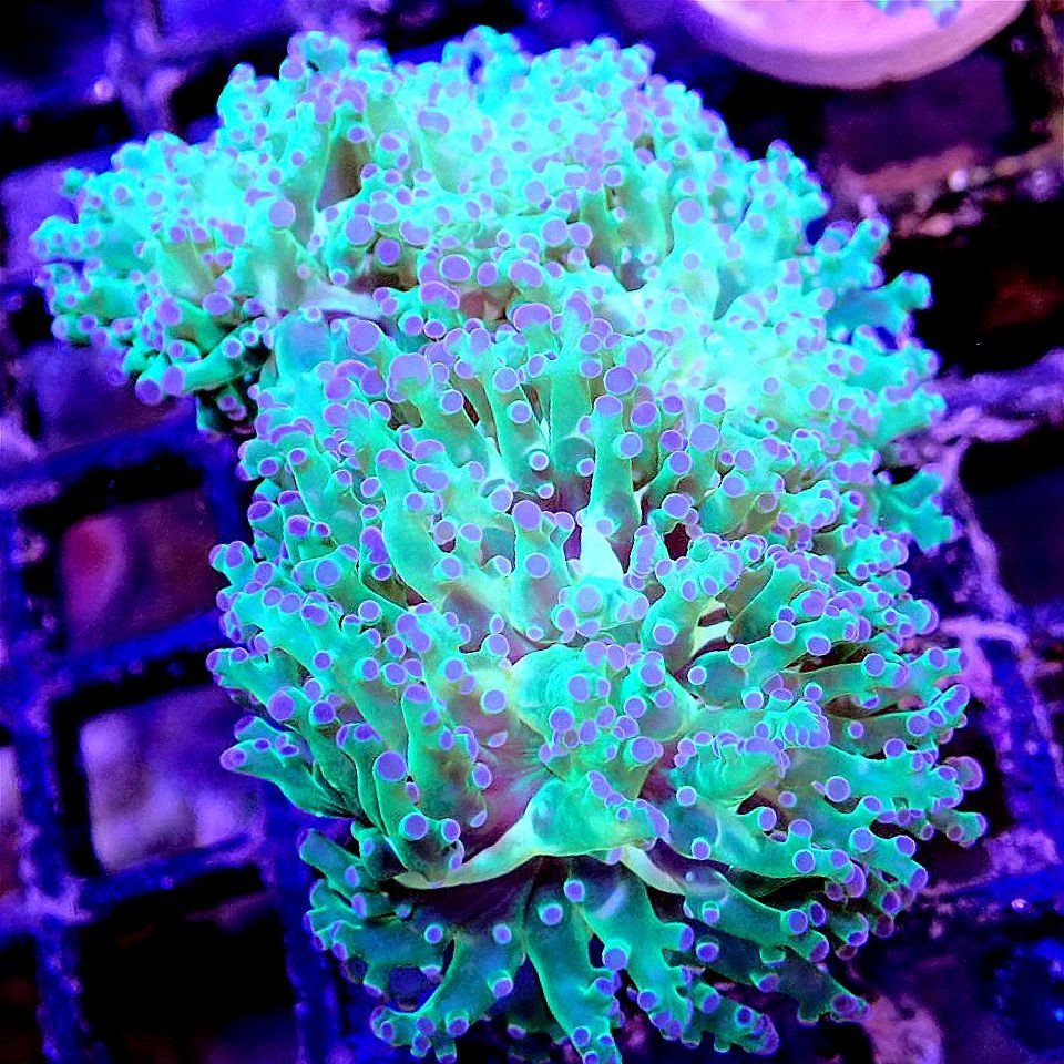 2 Head Frogspawn - Live Coral Frag - Default Title LPS coral frag for reef aquarium
