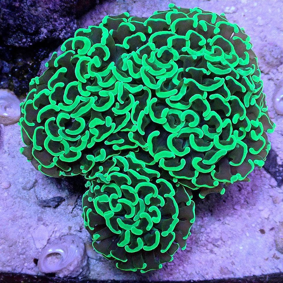 Neon Hammer Colony WYSIWYG LPS coral frag for reef aquarium