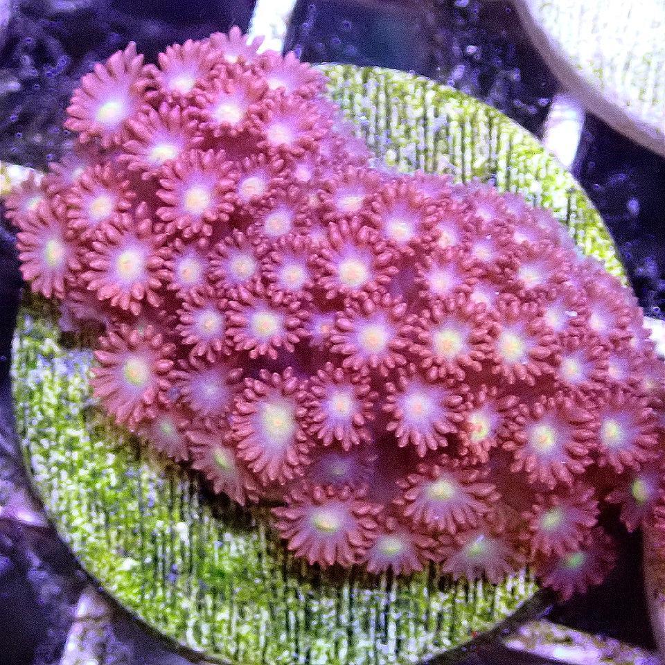 Pink Short Polyp Flowerpot LPS coral frag for reef aquarium