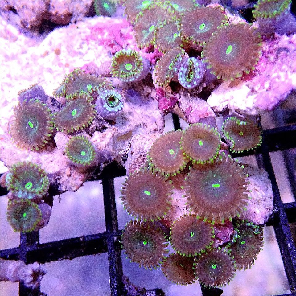 Indo Zoanthid Colony WYSIWYG SOFT CORAL coral frag for reef aquarium