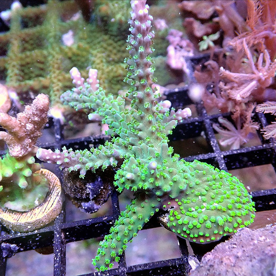 Blue Staghorn Acro WYSIWYG SPS coral frag for reef aquarium