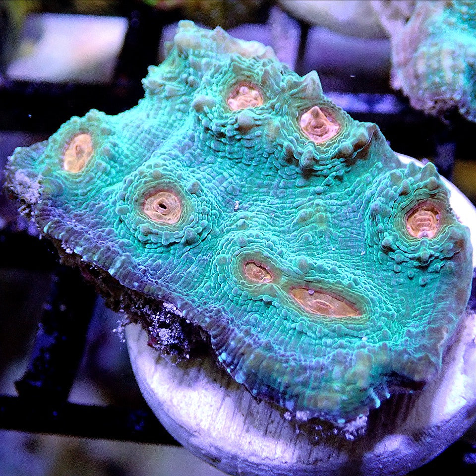 Rainbow Chalice WYSIWYG LPS coral frag for reef aquarium