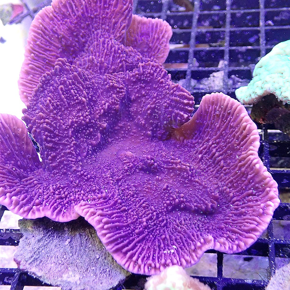 Purple Montipora WYSIWYG SPS coral frag for reef aquarium