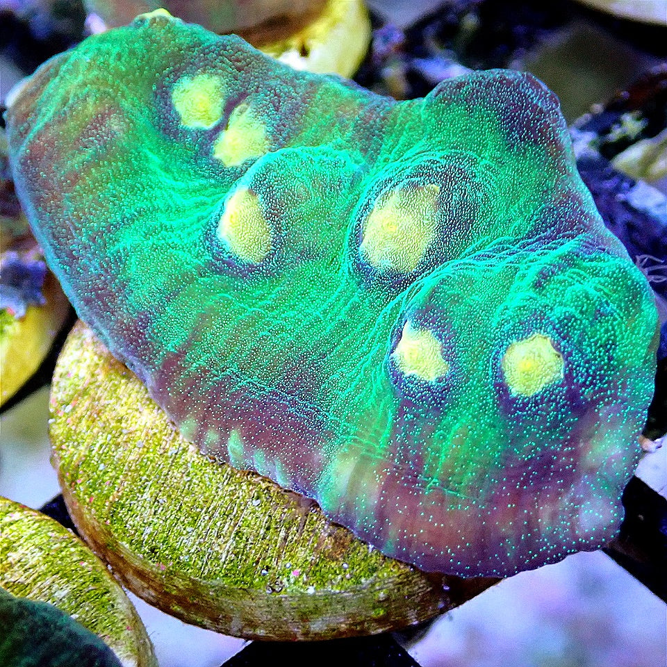 Space Invader Chalice LPS coral frag for reef aquarium
