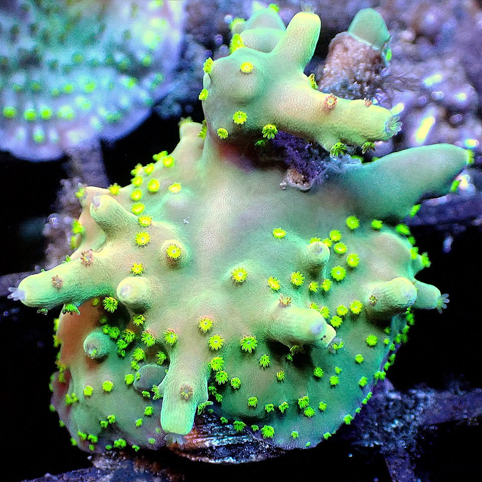Marvin Martian Deepwater Acro SPS coral frag for reef aquarium