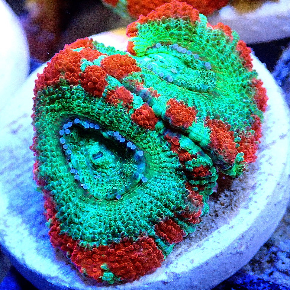Asian Ultra Acan Lord