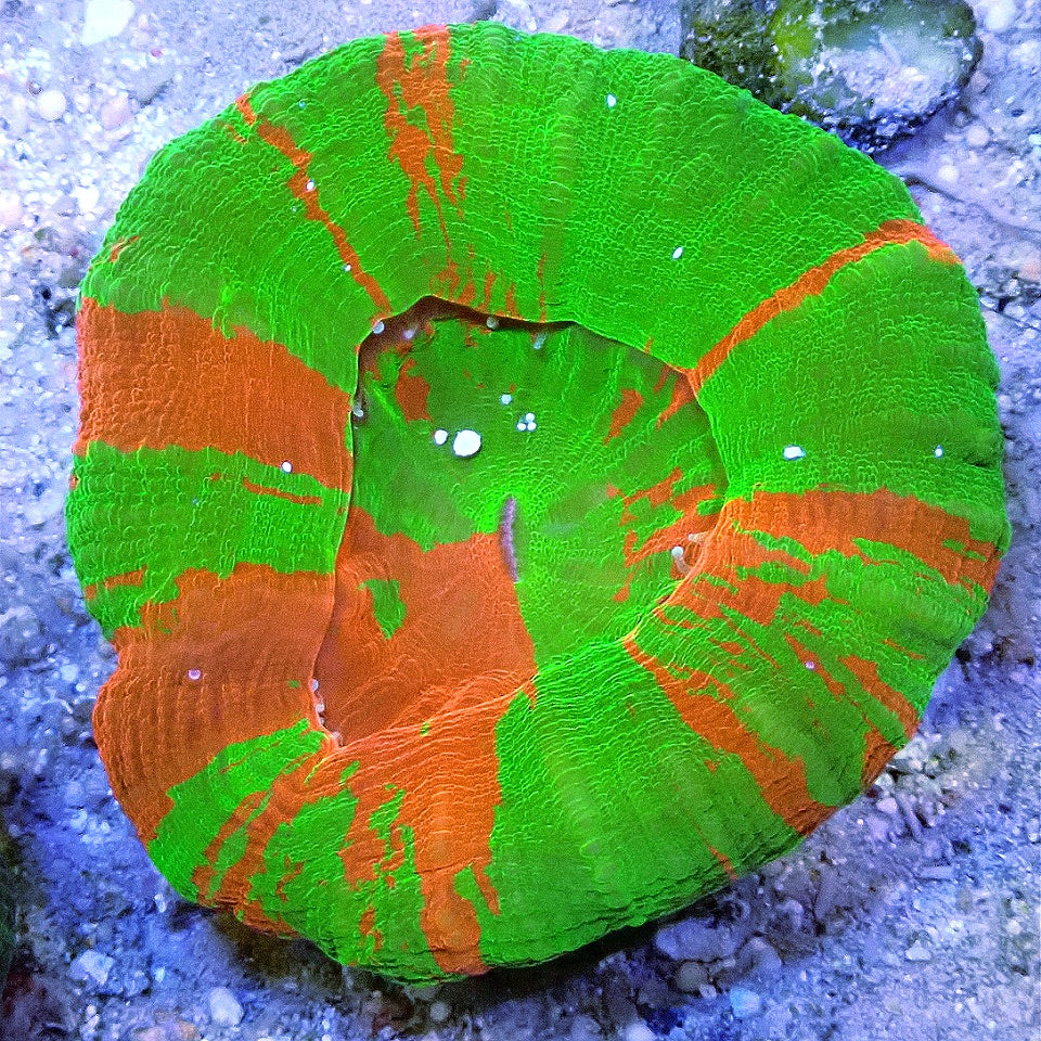 Bleeding Apple Scoly - WYSIWYG