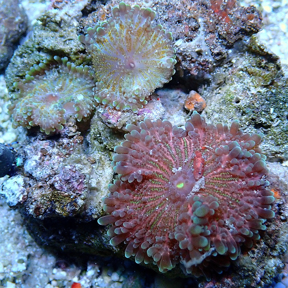RAINBOW RICORDIA COLONY WYSIWYG
