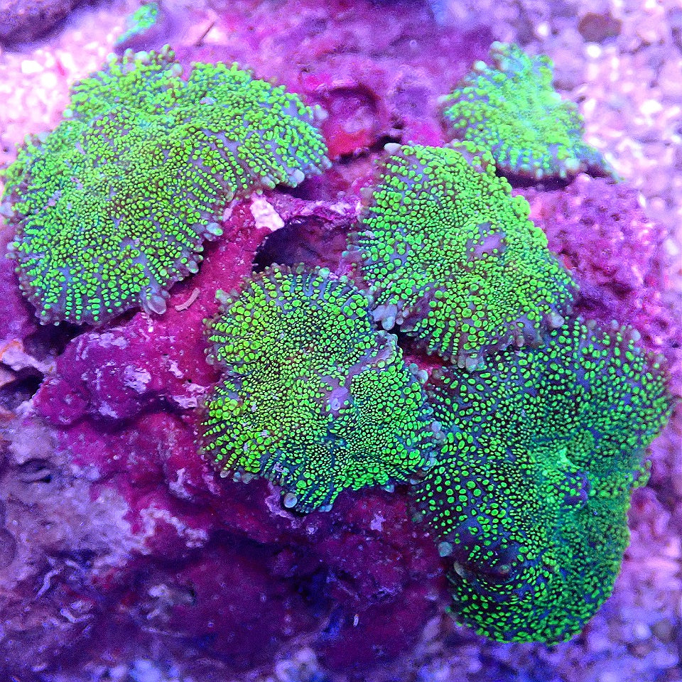 NEON MUSHROOM COLONY WYSIWYG