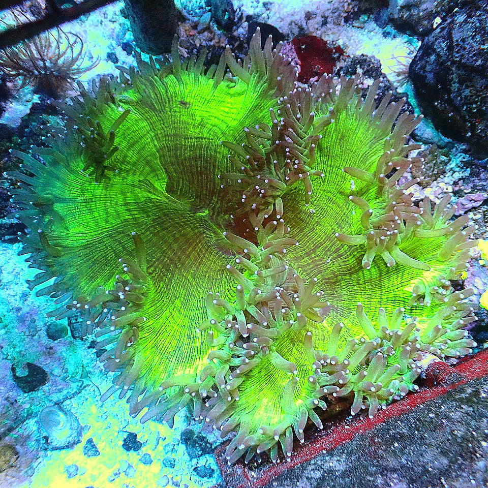 Elegance Coral WYSIWYG