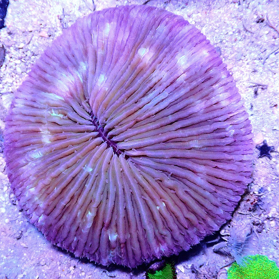 Purple Fungi WYSIWYG