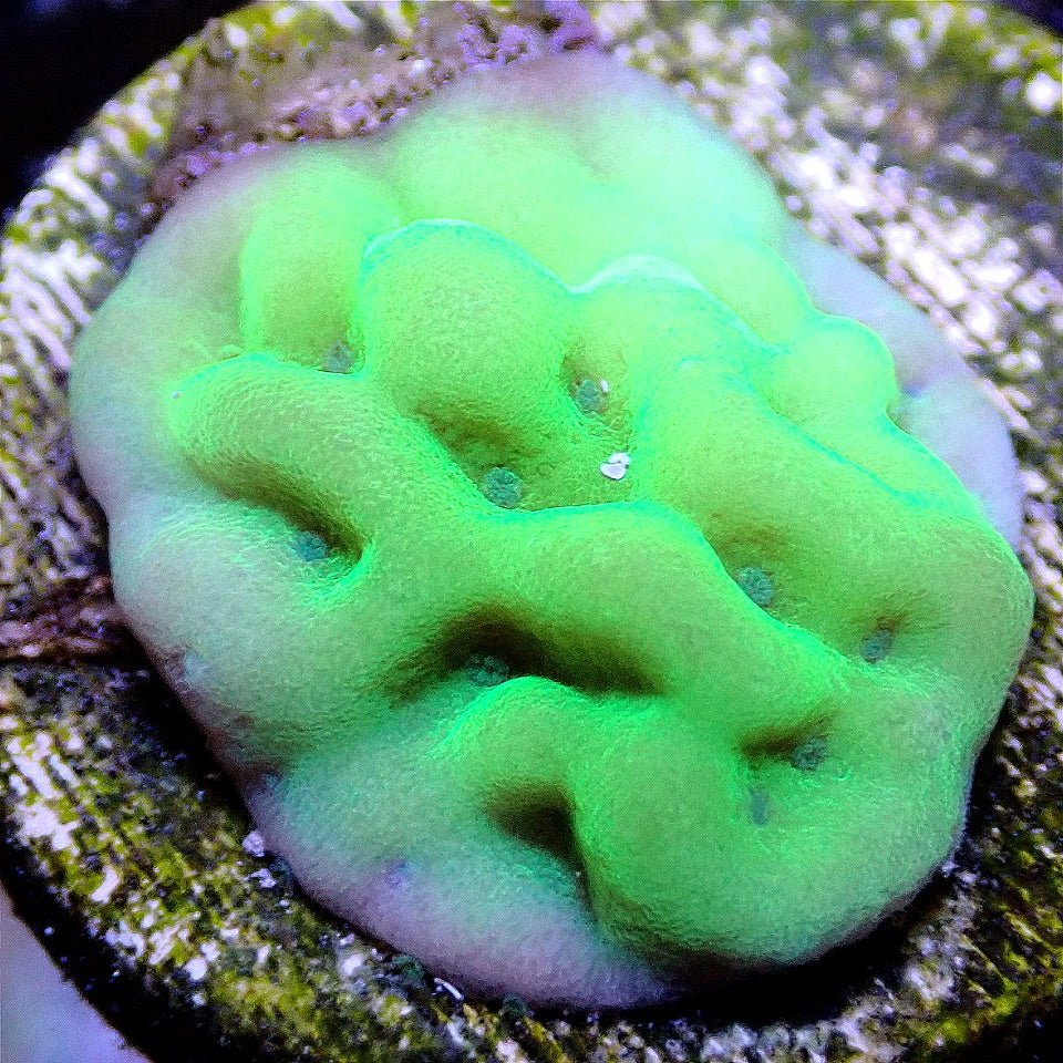 Appleberry Montipora SPS coral frag for reef aquarium