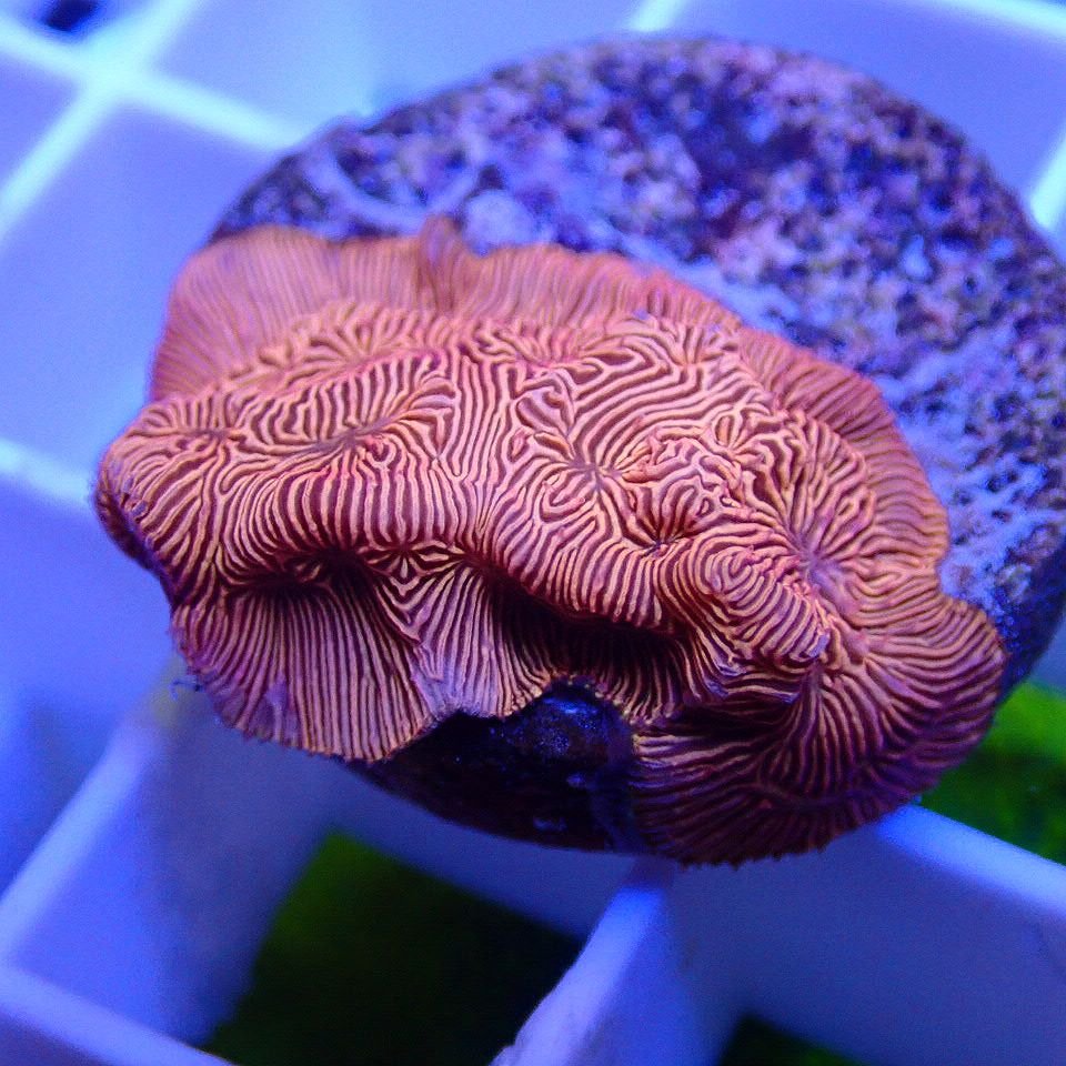 Blood Orange Lepto LPS coral frag for reef aquarium