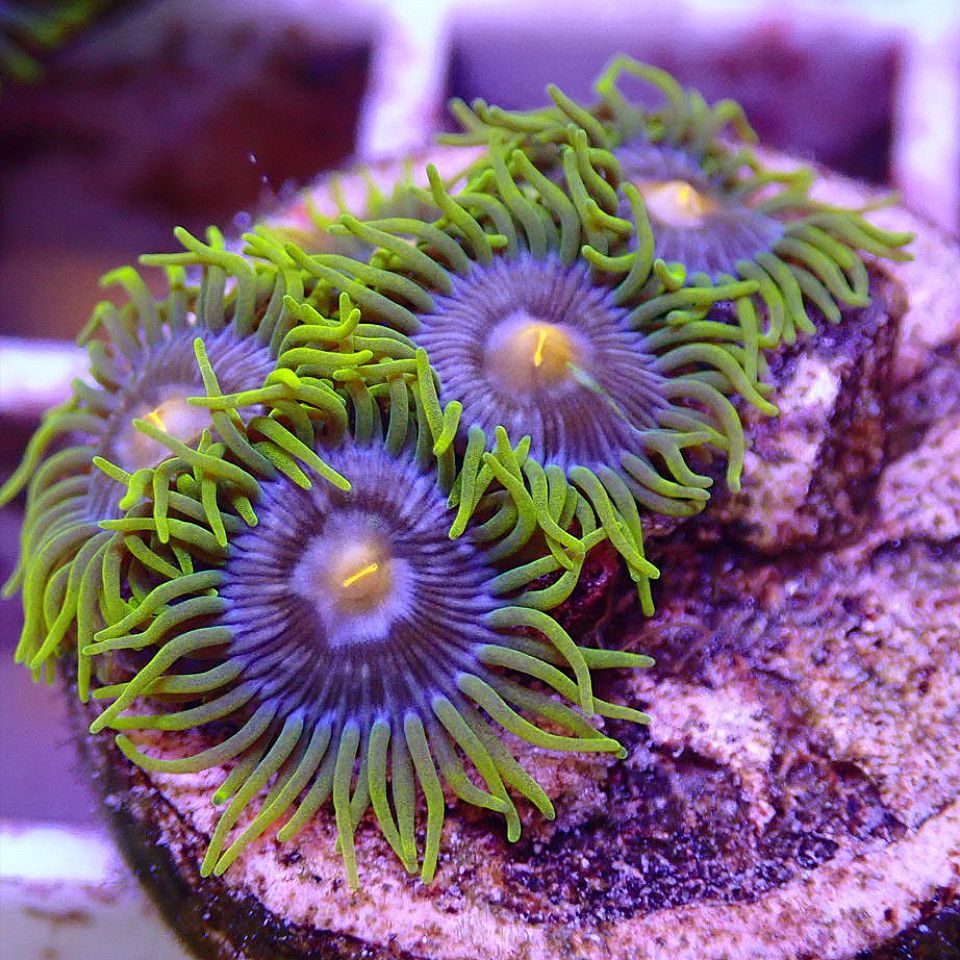 Blue Iris Zoanthid SOFT CORAL coral frag for reef aquarium