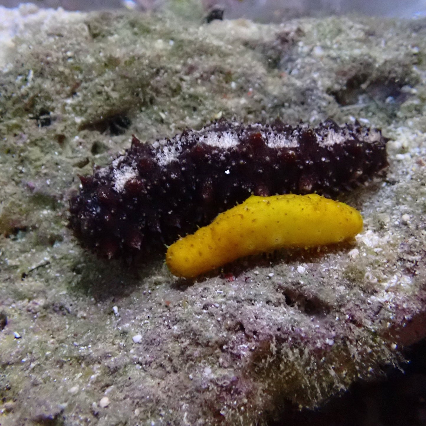 Brown Sea Cucumber Invertebrates coral frag for reef aquarium