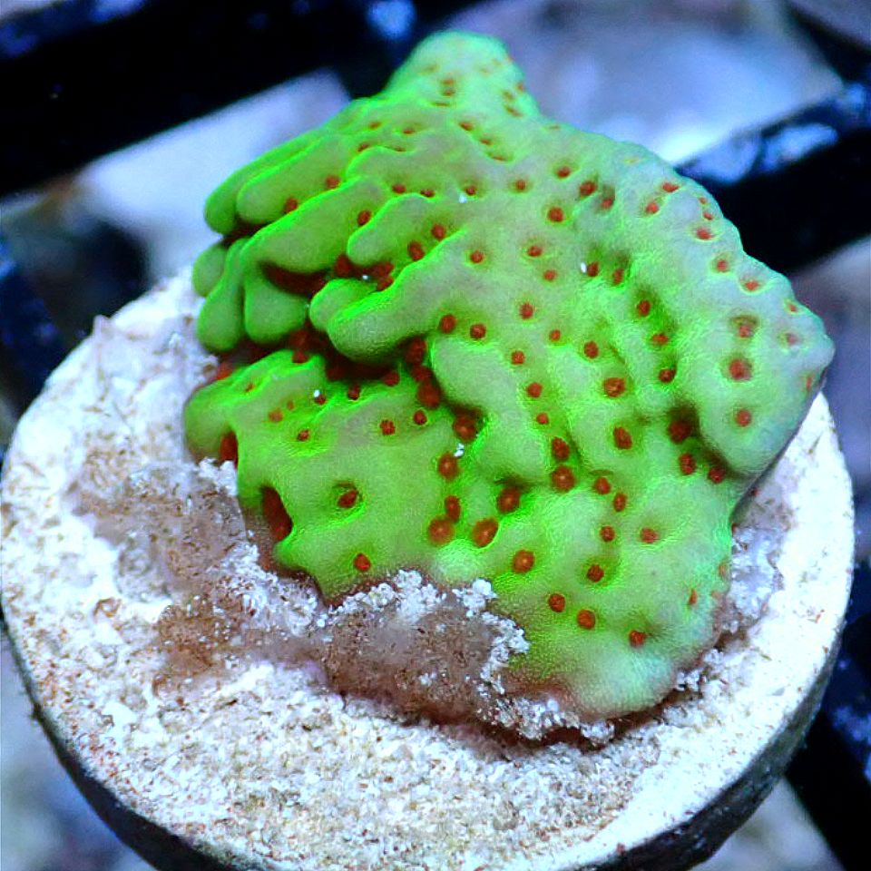 Chili Pepper Montipora SPS coral frag for reef aquarium
