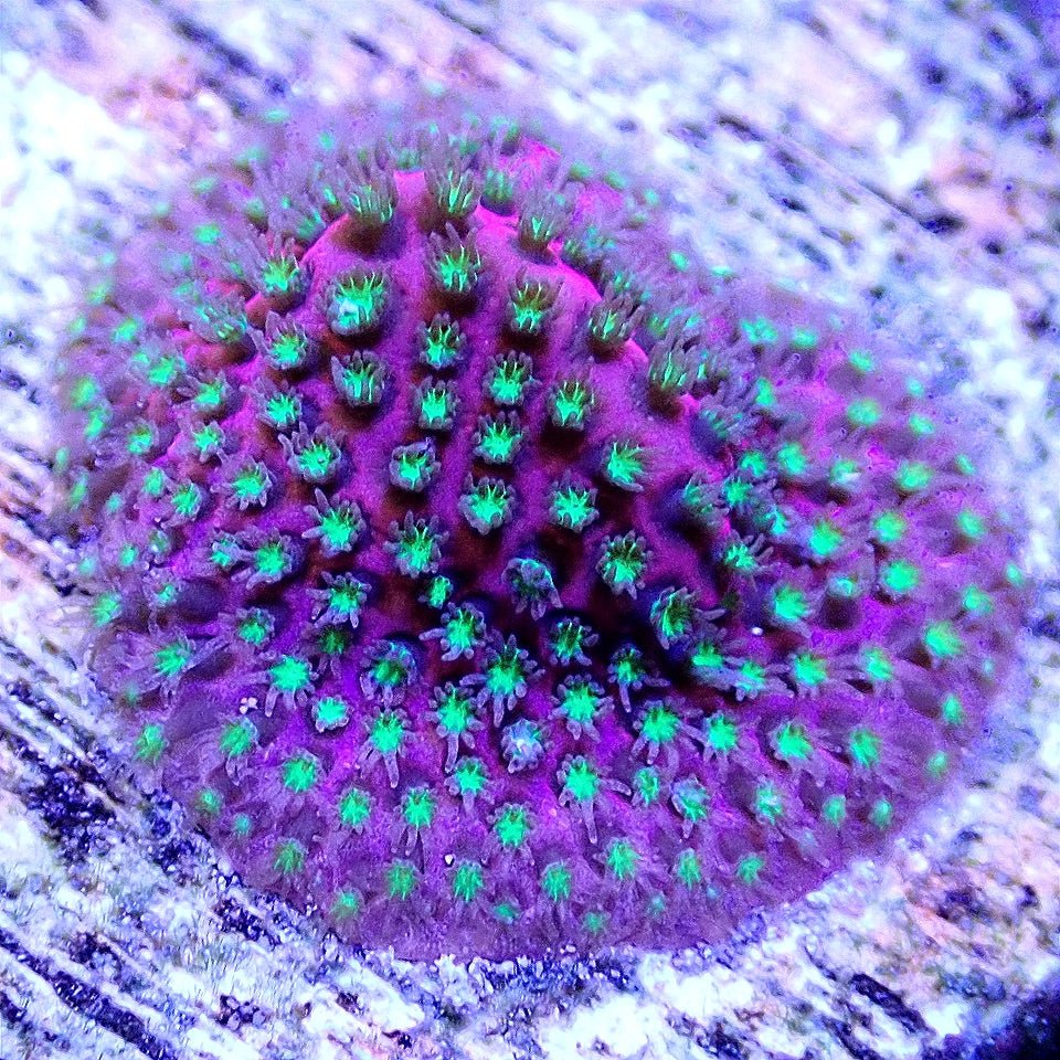 ELECTRIC DAISY STYLOCOENIELLA SPS coral frag for reef aquarium