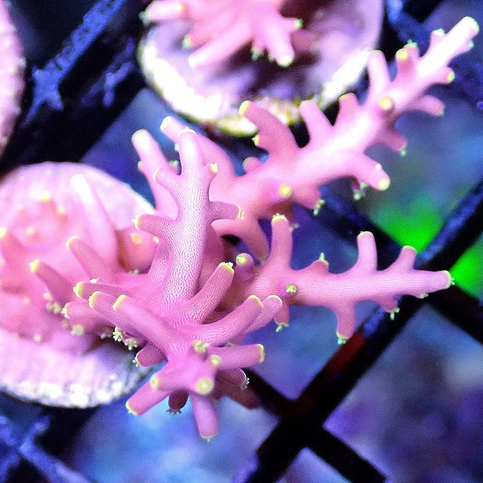 Flaming Fire Dragon Acro - Live Coral Frag - Acropora Carduus Default Title SPS coral frag for reef aquarium
