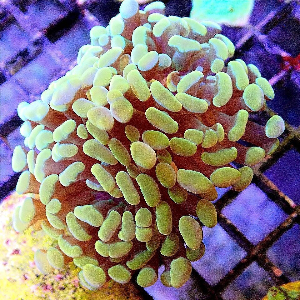 Gold Branch Hammer WYSIWYG - Live Coral Frag - Euphyllia Parancora, Glabrescens Default Title LPS coral frag for reef aquarium