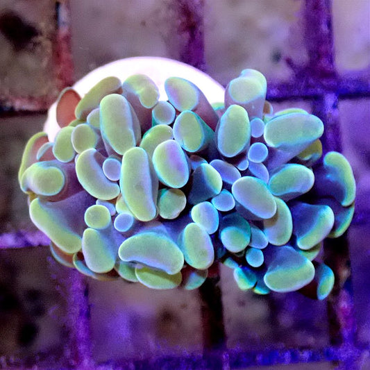 Golden Rainbow Branching Hammer LPS coral frag for reef aquarium