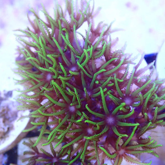 Green Star Polyp SOFT CORAL coral frag for reef aquarium