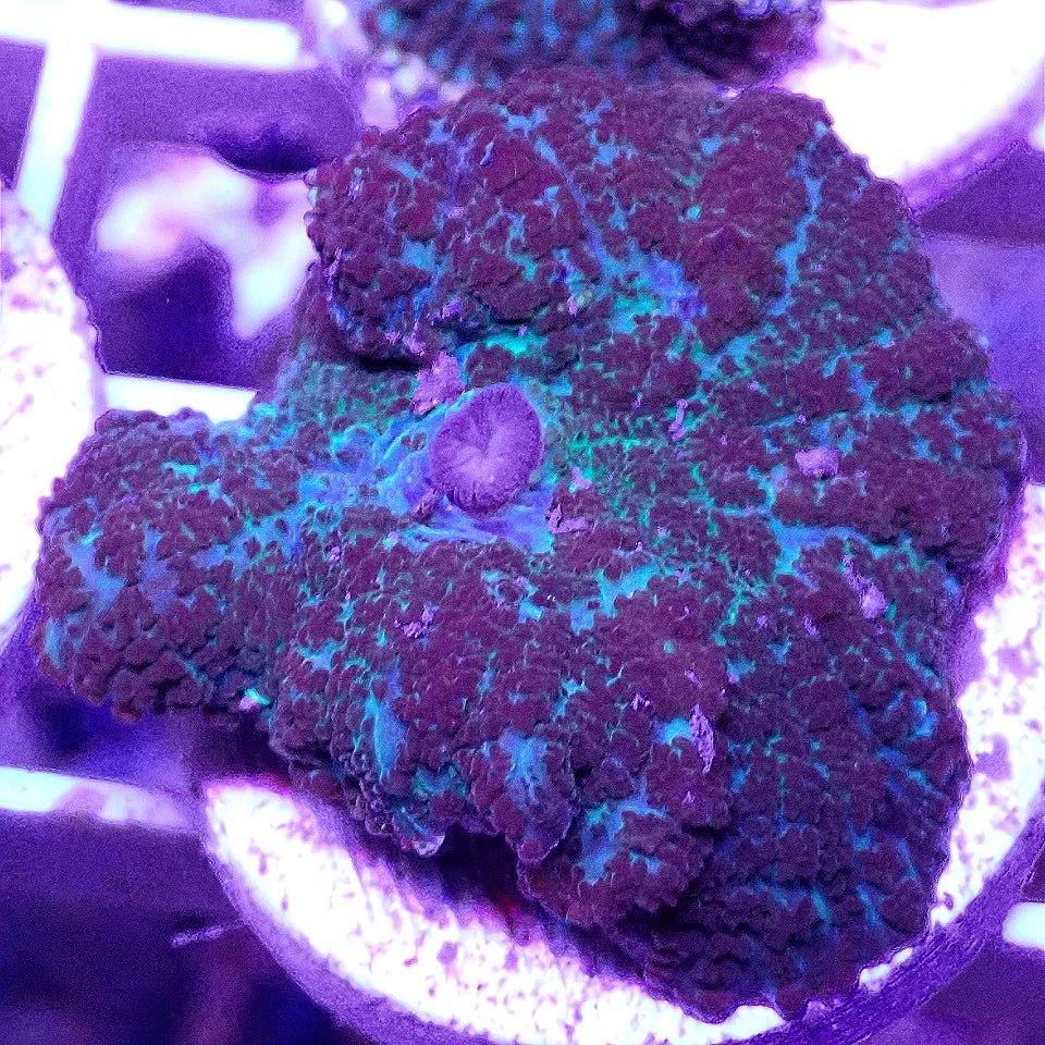 Jumbo Shroom WYSIWYG SOFT CORAL coral frag for reef aquarium