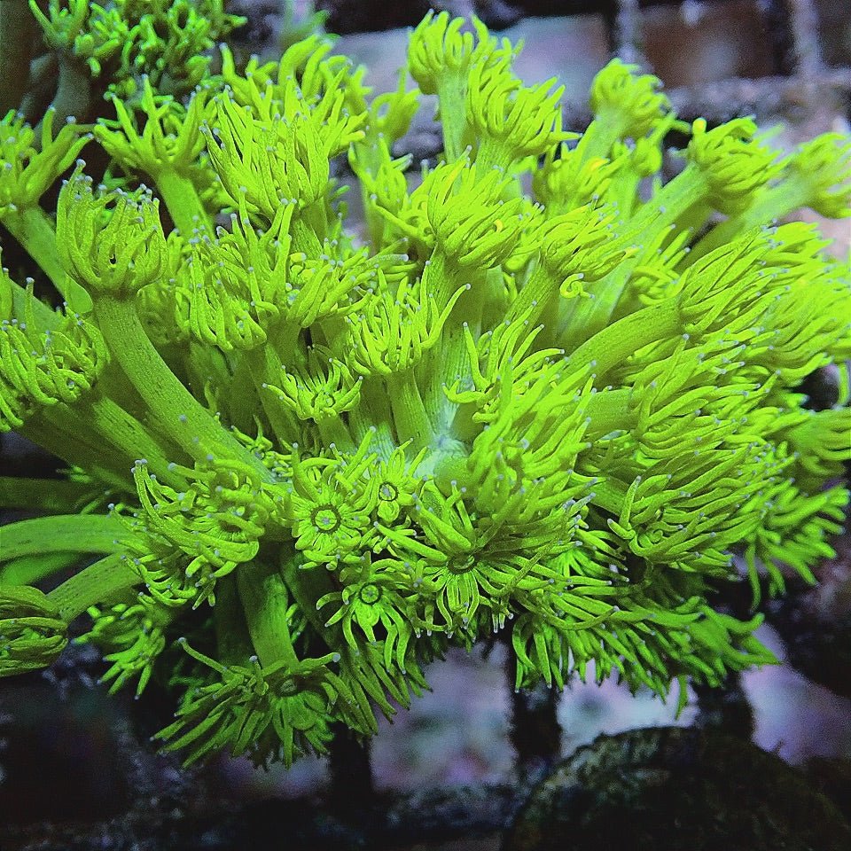 JUSTINCREDIBLE FLOWERPOT FRAG LPS coral frag for reef aquarium