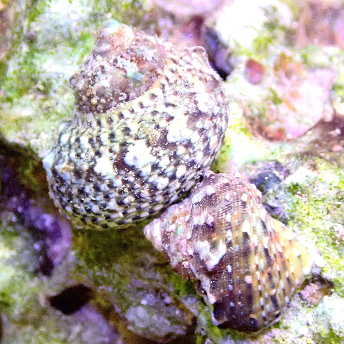 Mexican Turbo Snail Invertebrates coral frag for reef aquarium