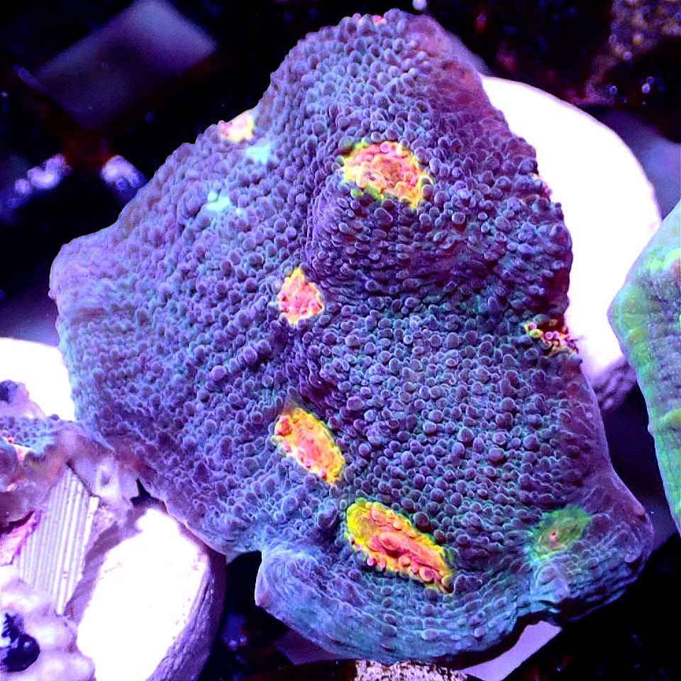 Miami Hurricane Chalice LPS coral frag for reef aquarium