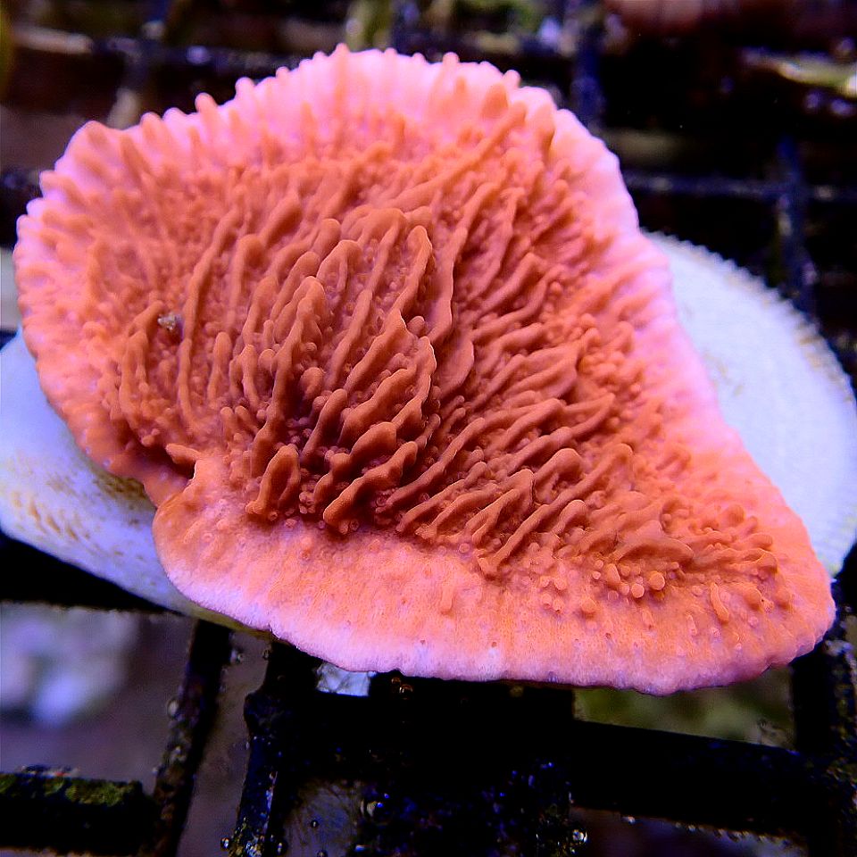 Orange Plating Montipora SPS coral frag for reef aquarium