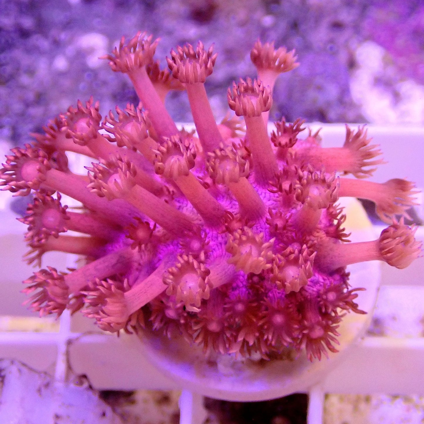 Pink Flowerpot Goniopora LPS coral frag for reef aquarium