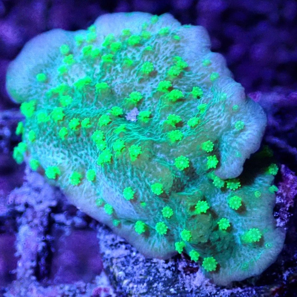 Plating Astreopora - WYSIWYG - Live Coral Frag - Sps, Acro, Monti, Turbinaria Default Title SPS coral frag for reef aquarium
