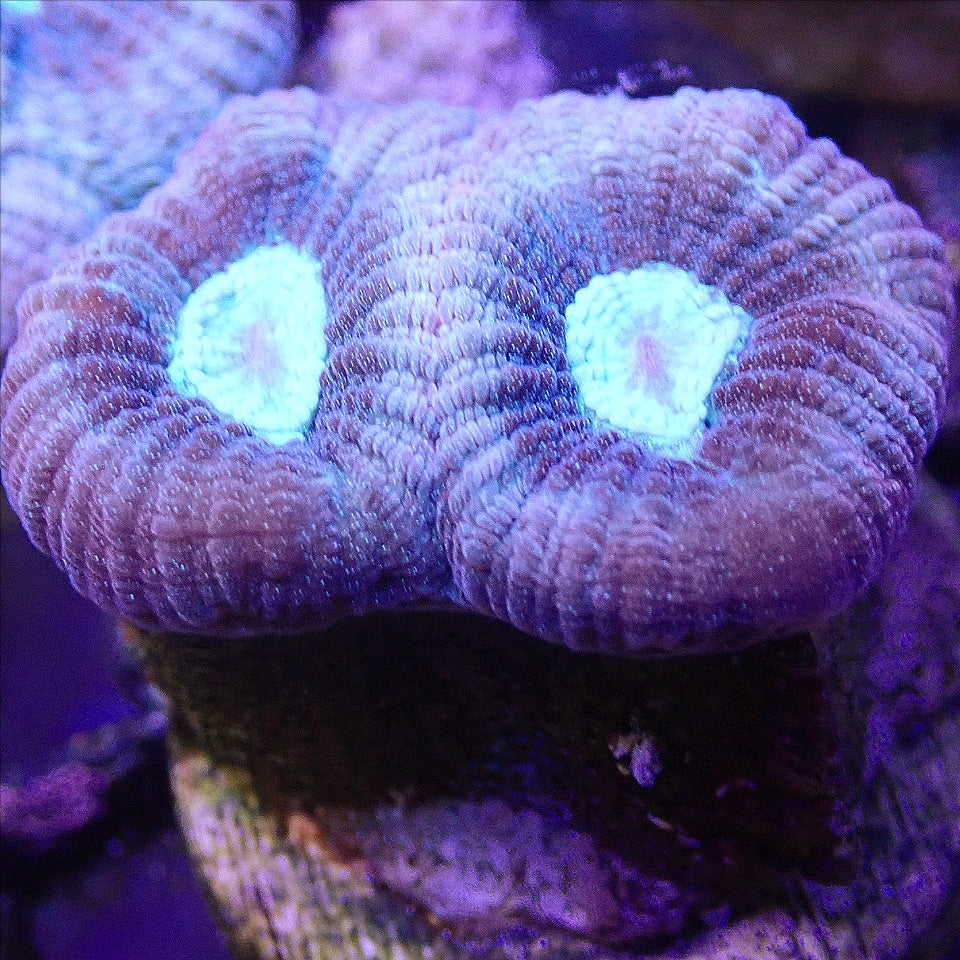 Blue Prism Favia LPS coral frag for reef aquarium