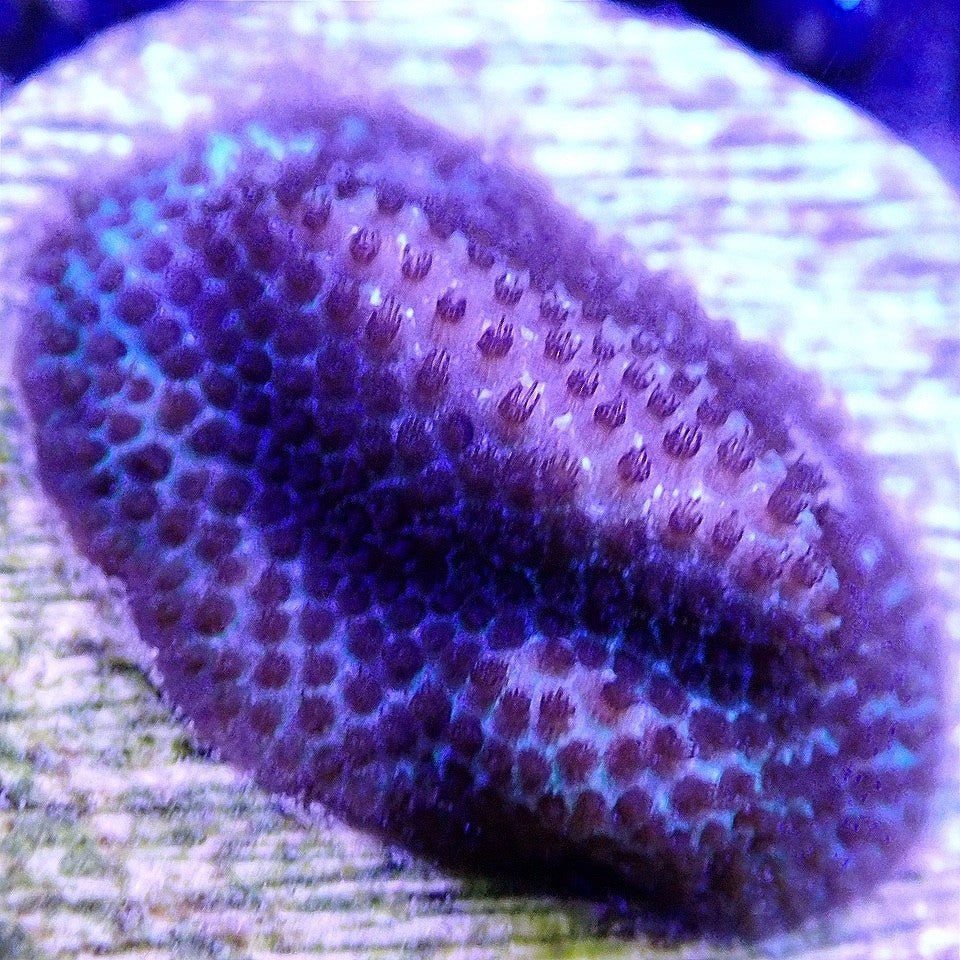 Purple Plasma Stylocoeniella - Live Coral Frag - Porites, Encrusted, Cyphastrea Default Title SPS coral frag for reef aquarium