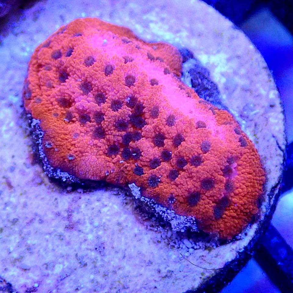 RRR Orange Oxide Montipora SPS coral frag for reef aquarium