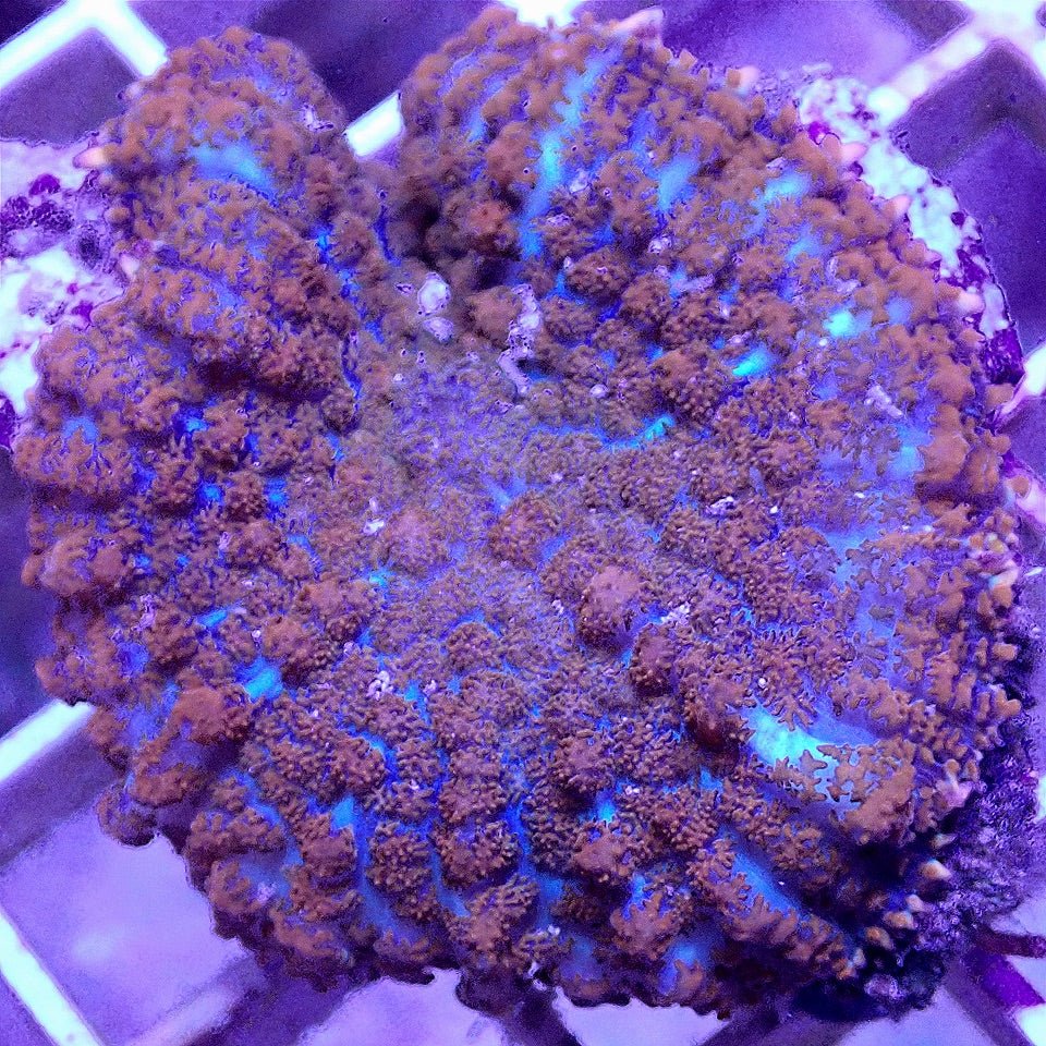 SUPERMAN SHROOM, WYSIWYG SOFT CORAL coral frag for reef aquarium