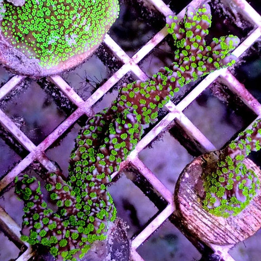 Tubbs Montipora Stellata SPS coral frag for reef aquarium