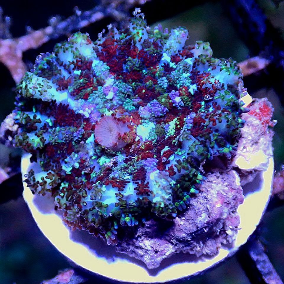 Ultra Mushroom Multi-Pack SOFT CORAL coral frag for reef aquarium