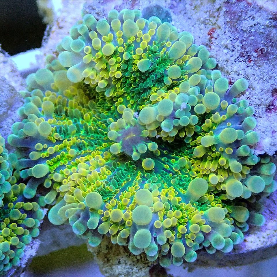 ULTRA RICORDIA YUMA SOFT CORAL FRAG WYSIWYG SOFT CORAL coral frag for reef aquarium