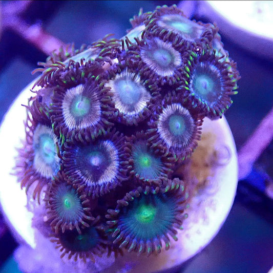 Zoanthid Multi Pack SOFT CORAL coral frag for reef aquarium