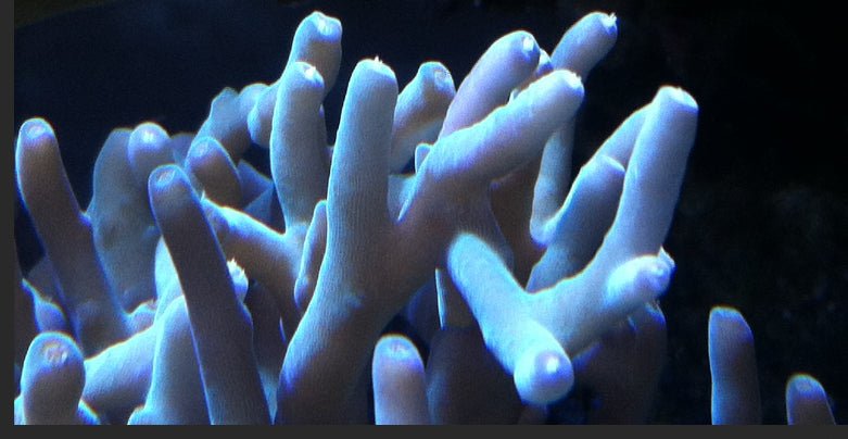 Acros - Rock N Roll Reefs