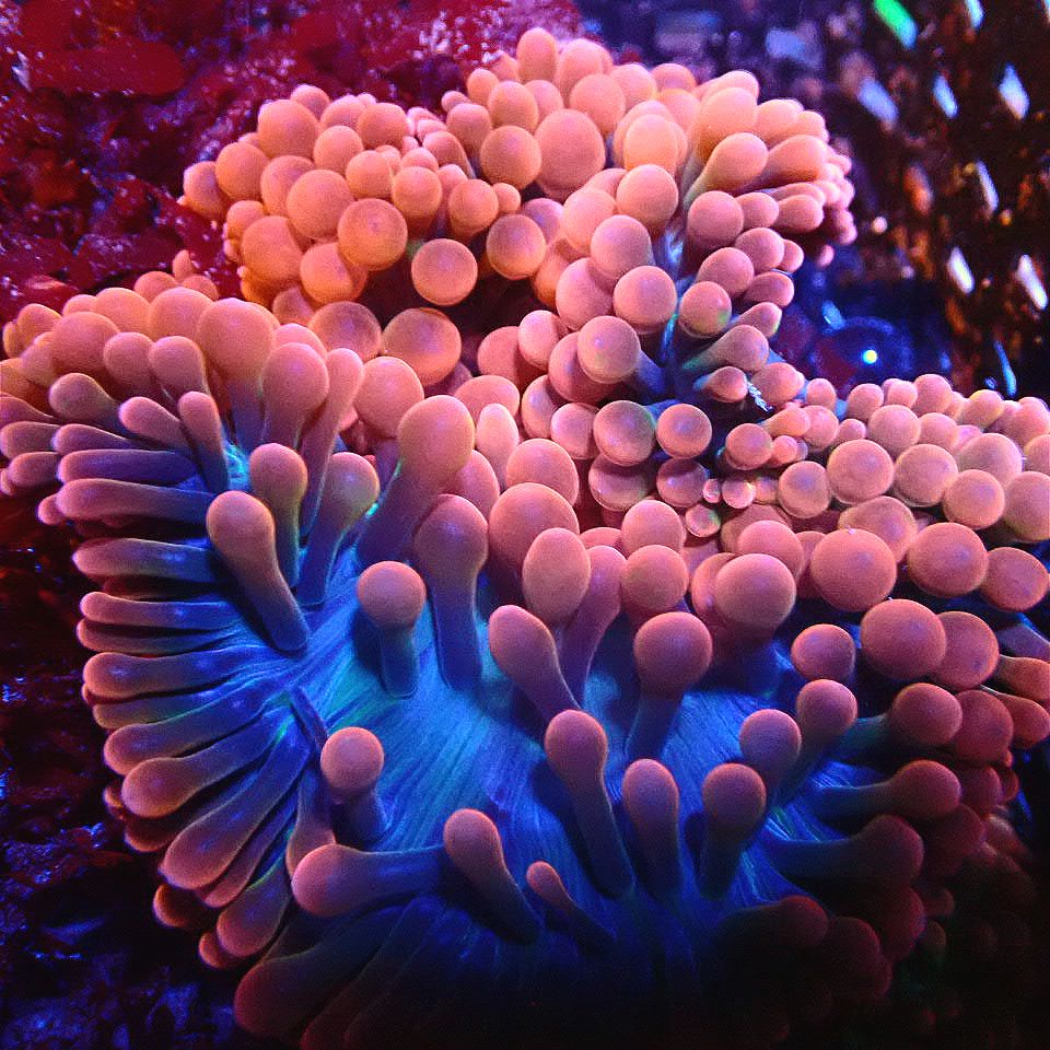 INVERTEBRATES AND MACRO ALGAE - Rock N Roll Reefs