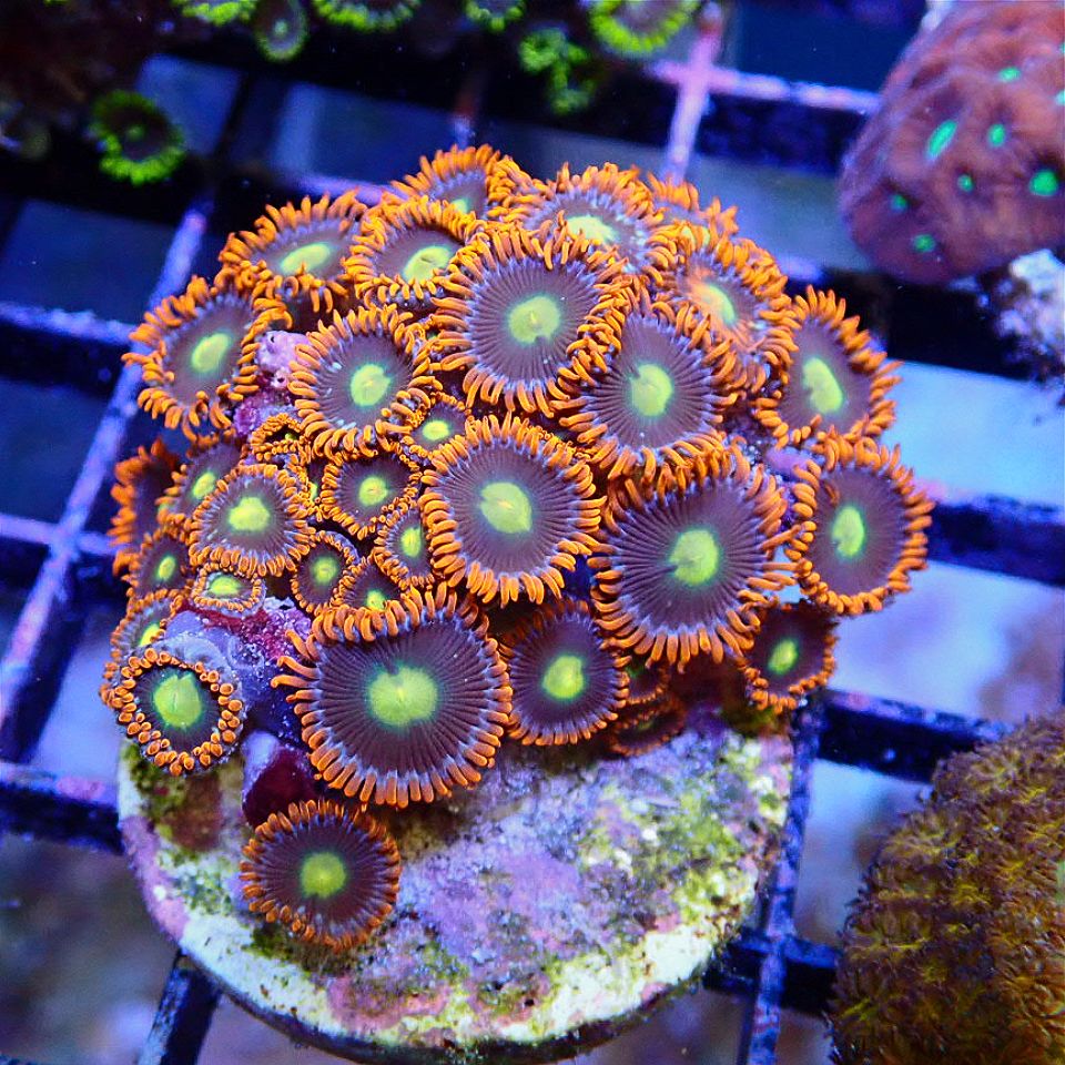 SOFT CORAL - Rock N Roll Reefs