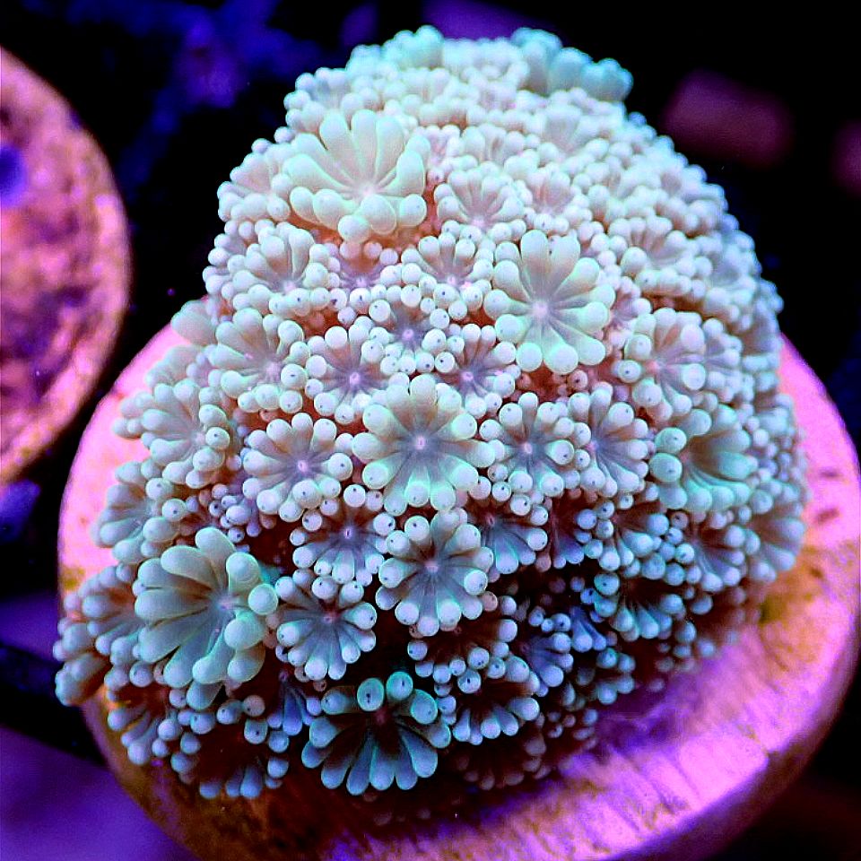 WYSIWYG - Rock N Roll Reefs