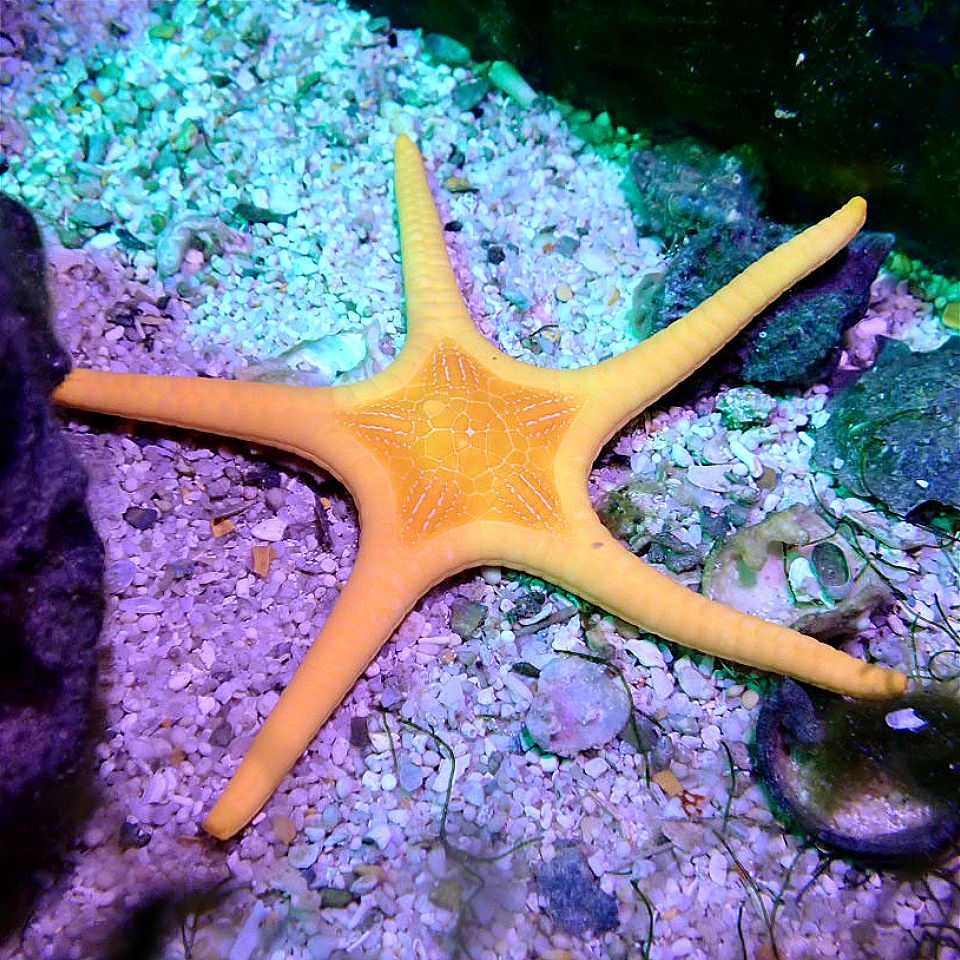 DOUBLE SEA STAR