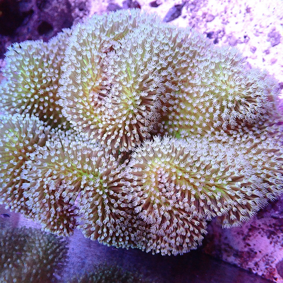 Jumbo Toadstool Leather Coral WYSIWYG