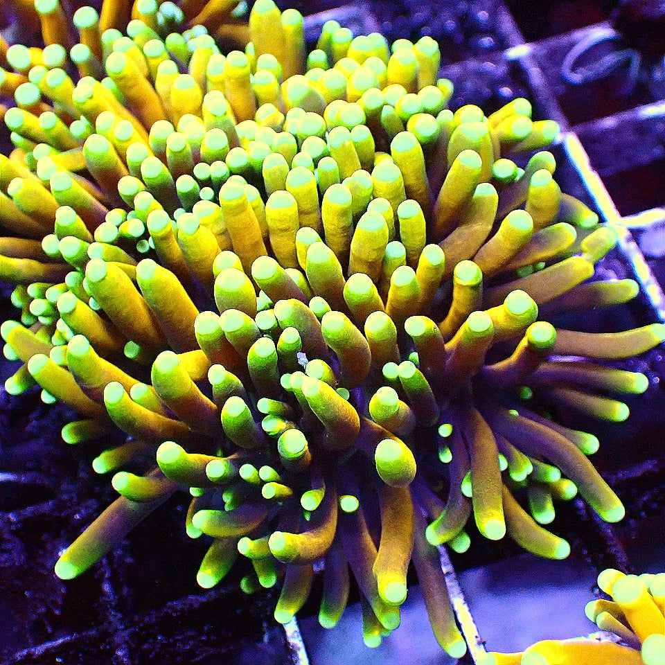 BANANA TORCH CORAL WYSIWYG LPS coral frag for reef aquarium