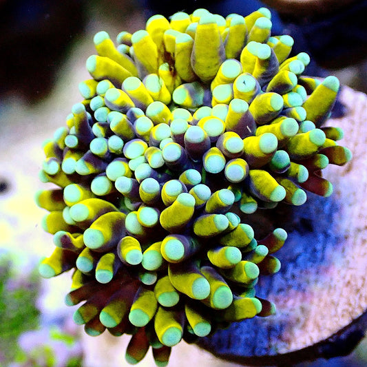 BANANA TORCH CORAL WYSIWYG